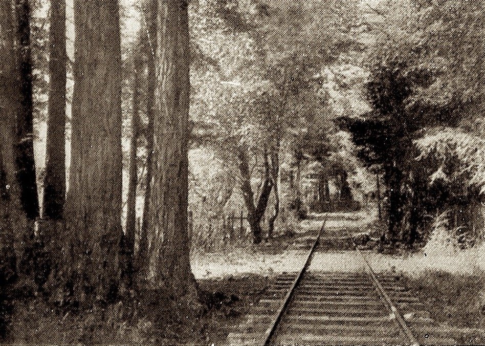 The track running between tall redwoods